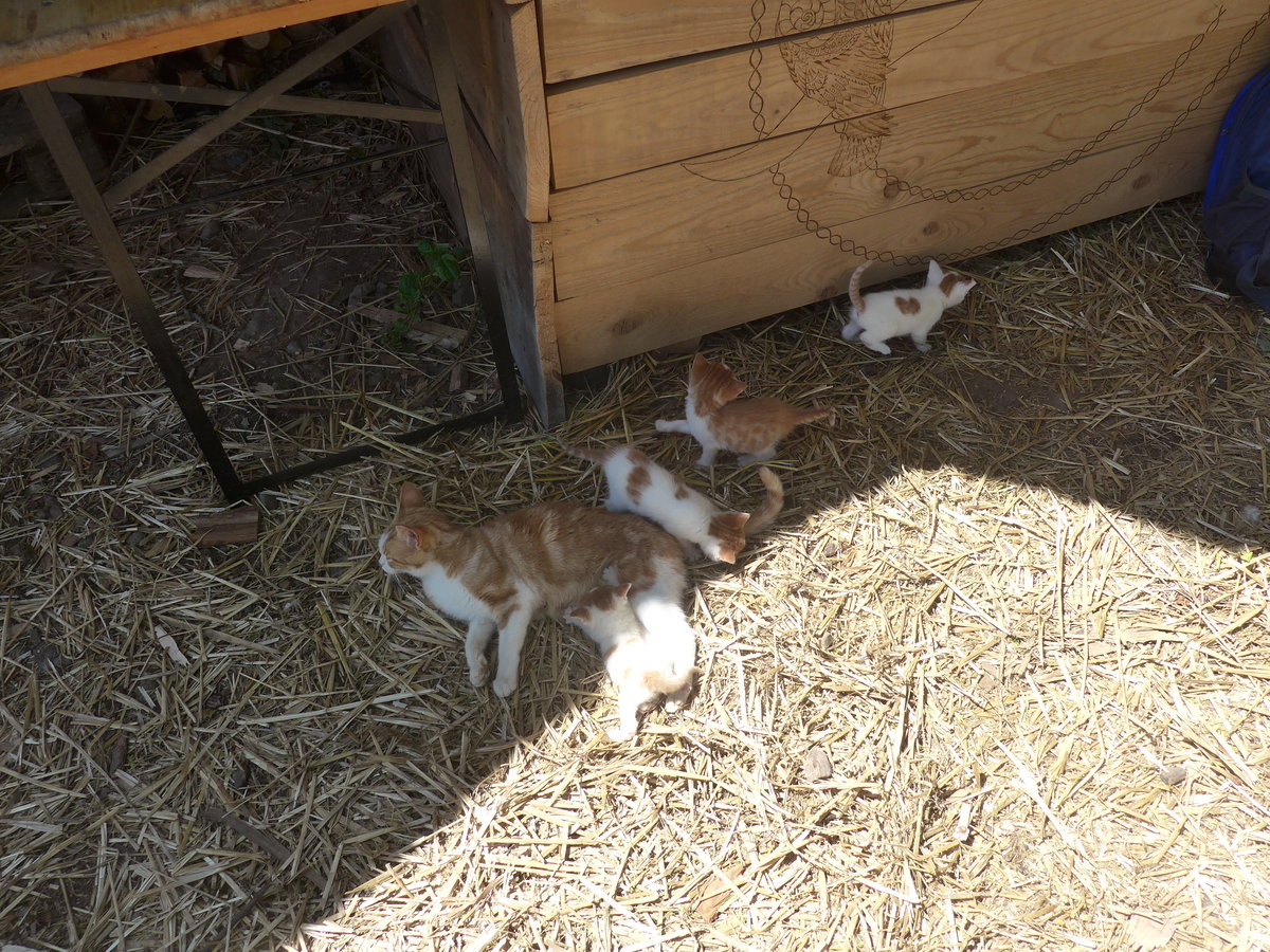 (217'347) - Katzenmutter mit ihren vier Jungen am 25. Mai 2020 in Allmendingen