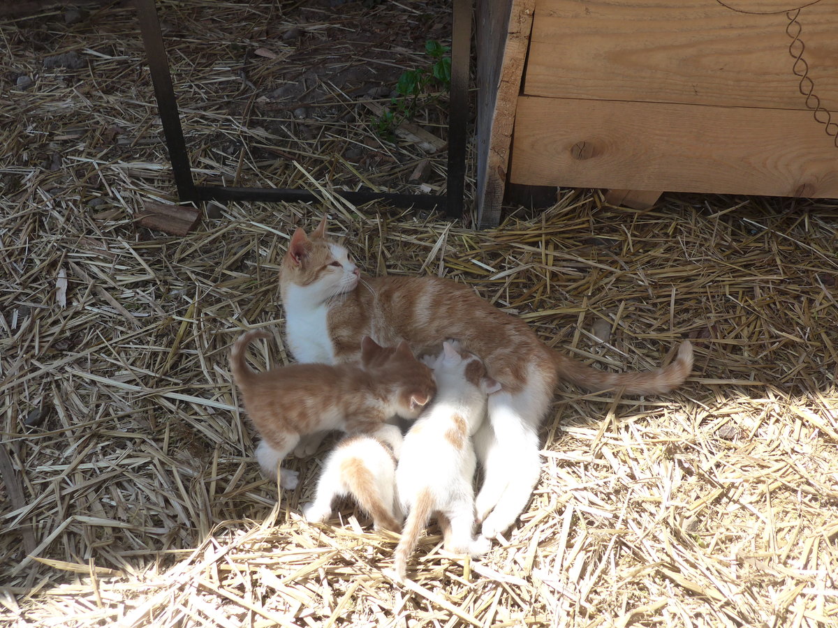 (217'350) - Katzenmutter mit ihren vier Jungen am 25. Mai 2020 in Allmendingen