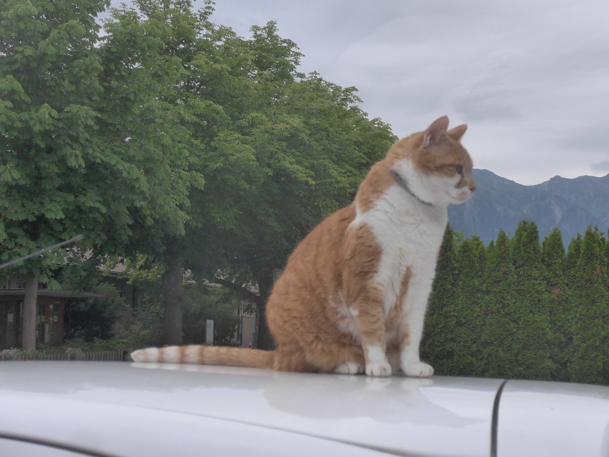 (218'298) - Kater Momo auf dem Autodach am 3. Juli 2020 in Thun-Lerchenfeld