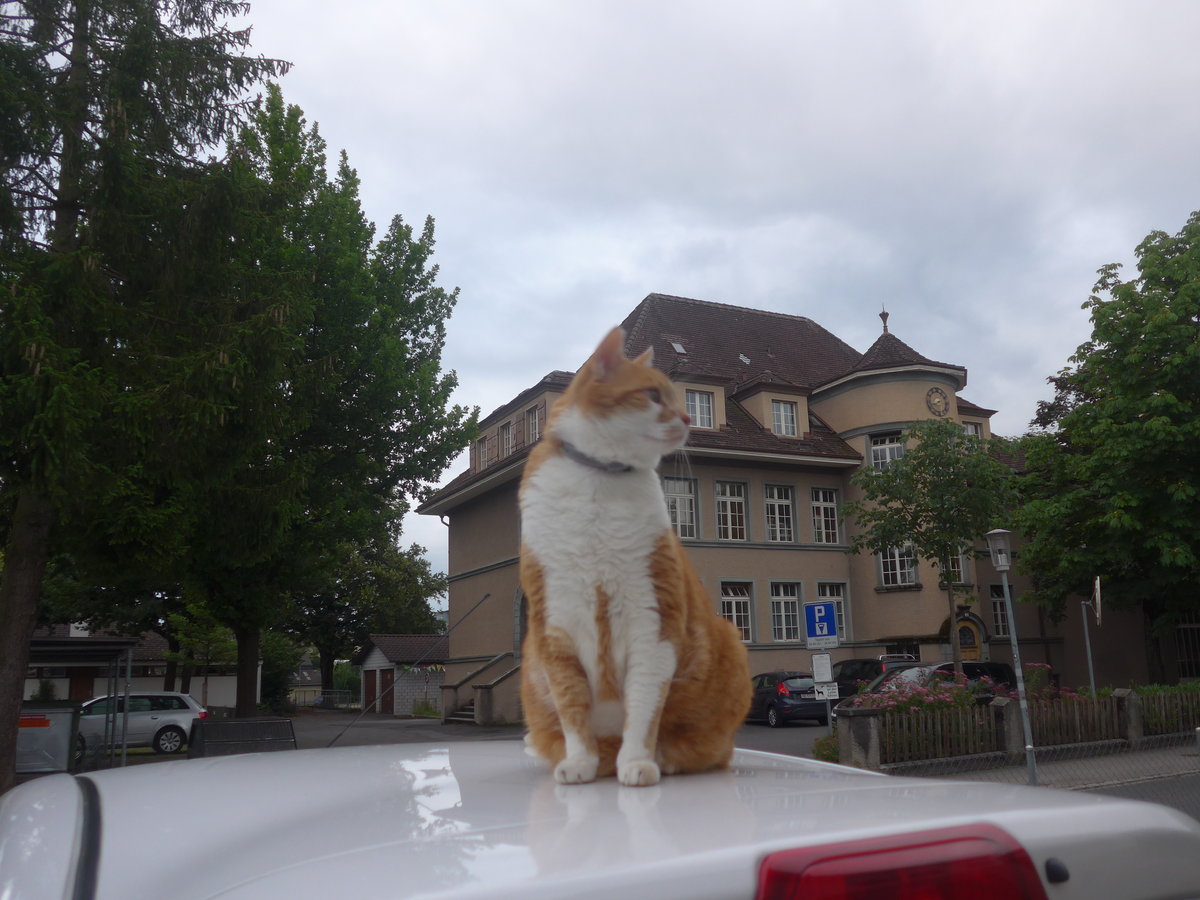 (218'300) - Kater Momo auf dem Autodach am 3. Juli 2020 in Thun-Lerchenfeld