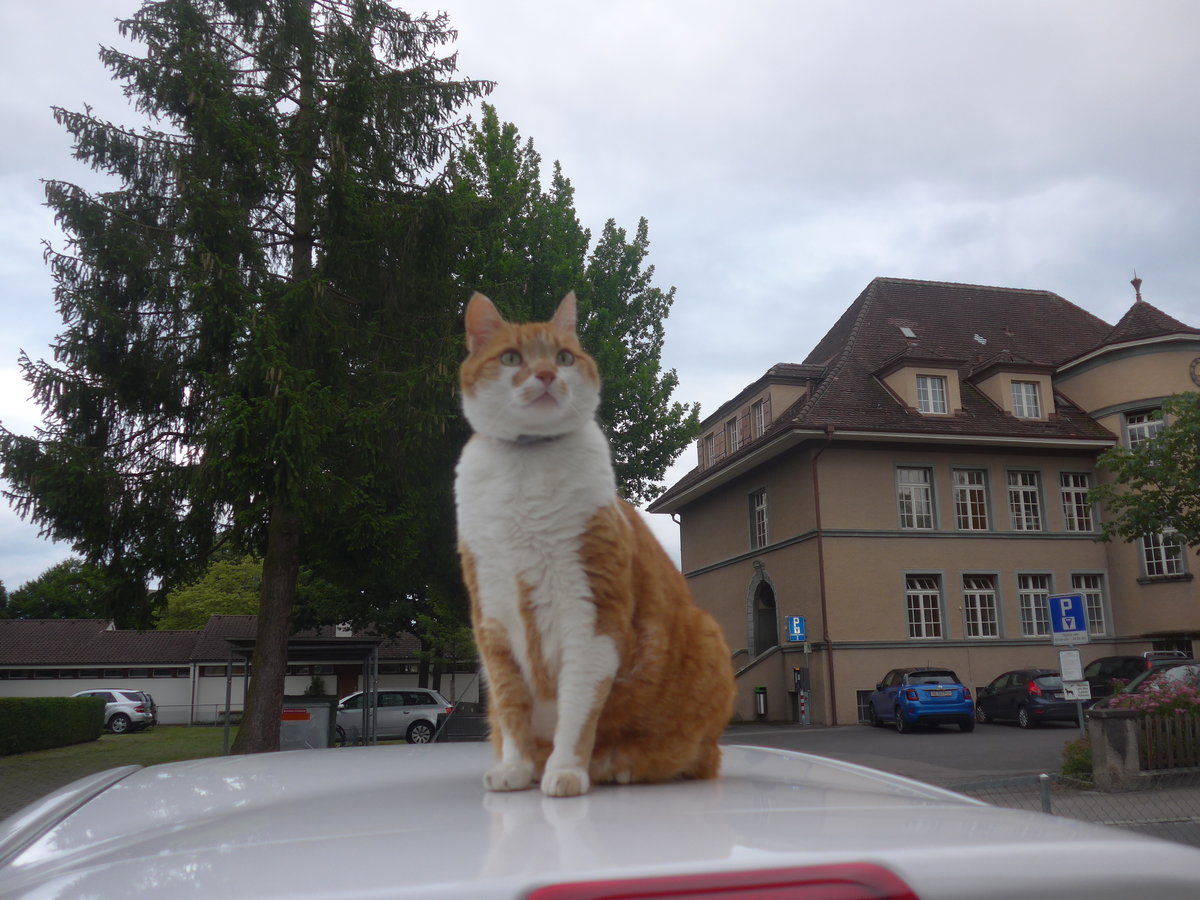 (218'301) - Kater Momo auf dem Autodach am 3. Juli 2020 in Thun-Lerchenfeld