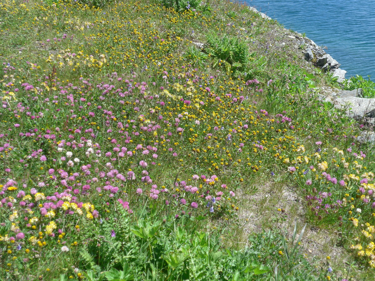 (218'682) - Alpenflora beim Totensee am 12. Juli 2020 auf dem Grimselpass