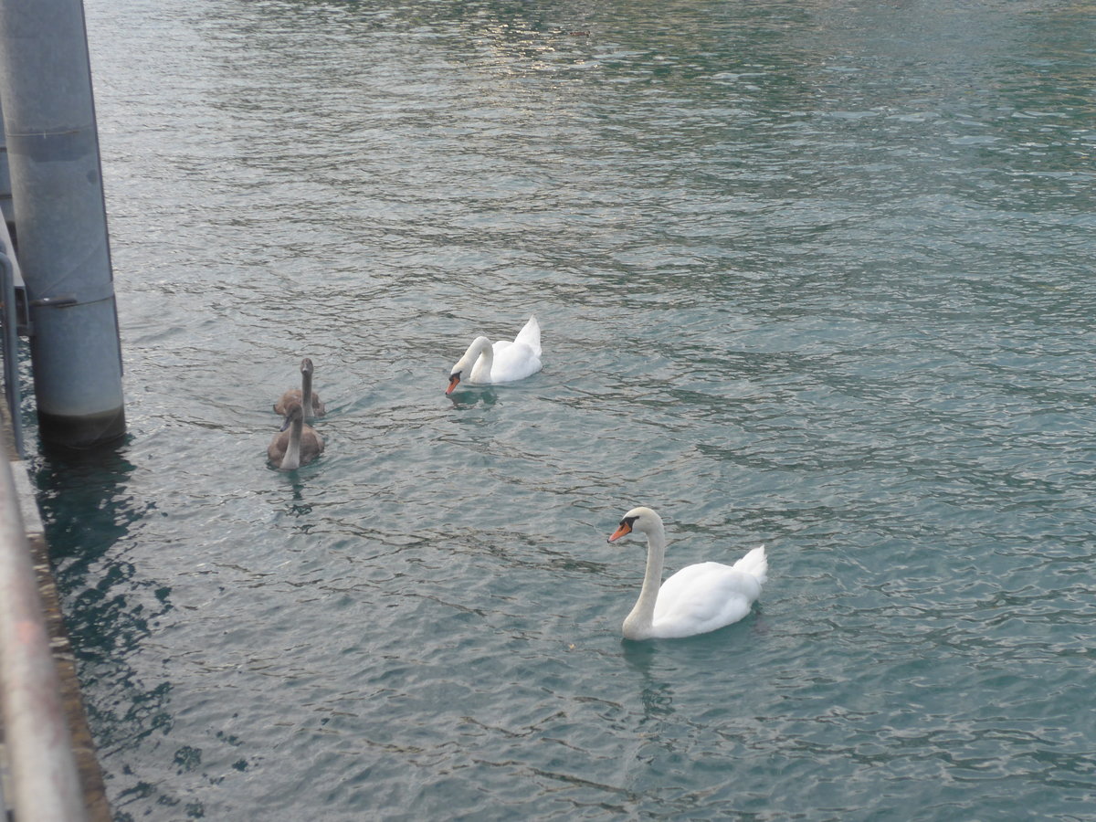 (220'160) - Schwanenpaar und zwei Junge am 25. August 2020 an der Schiffl�ndte Thun