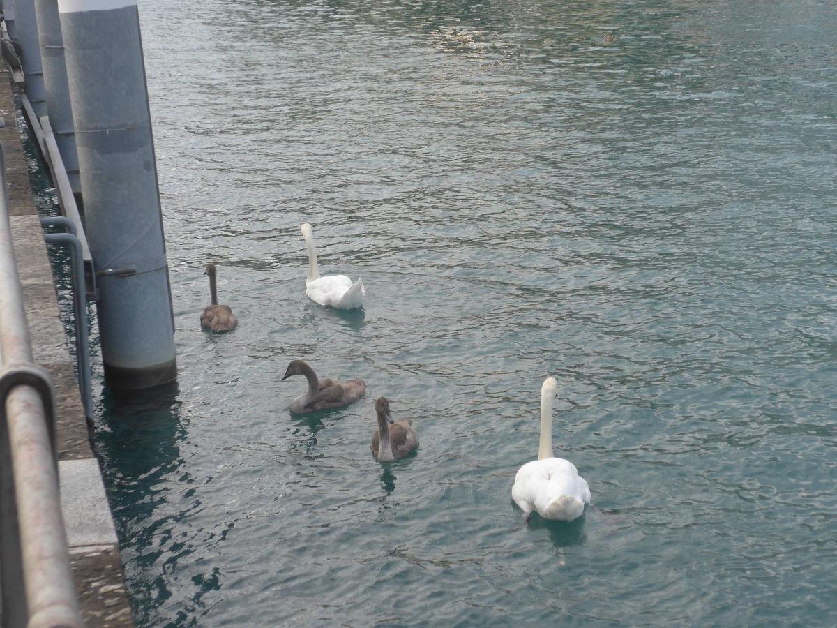 (220'161) - Schwanenpaar und drei Junge am 25. August 2020 an der Schiffl�ndte Thun