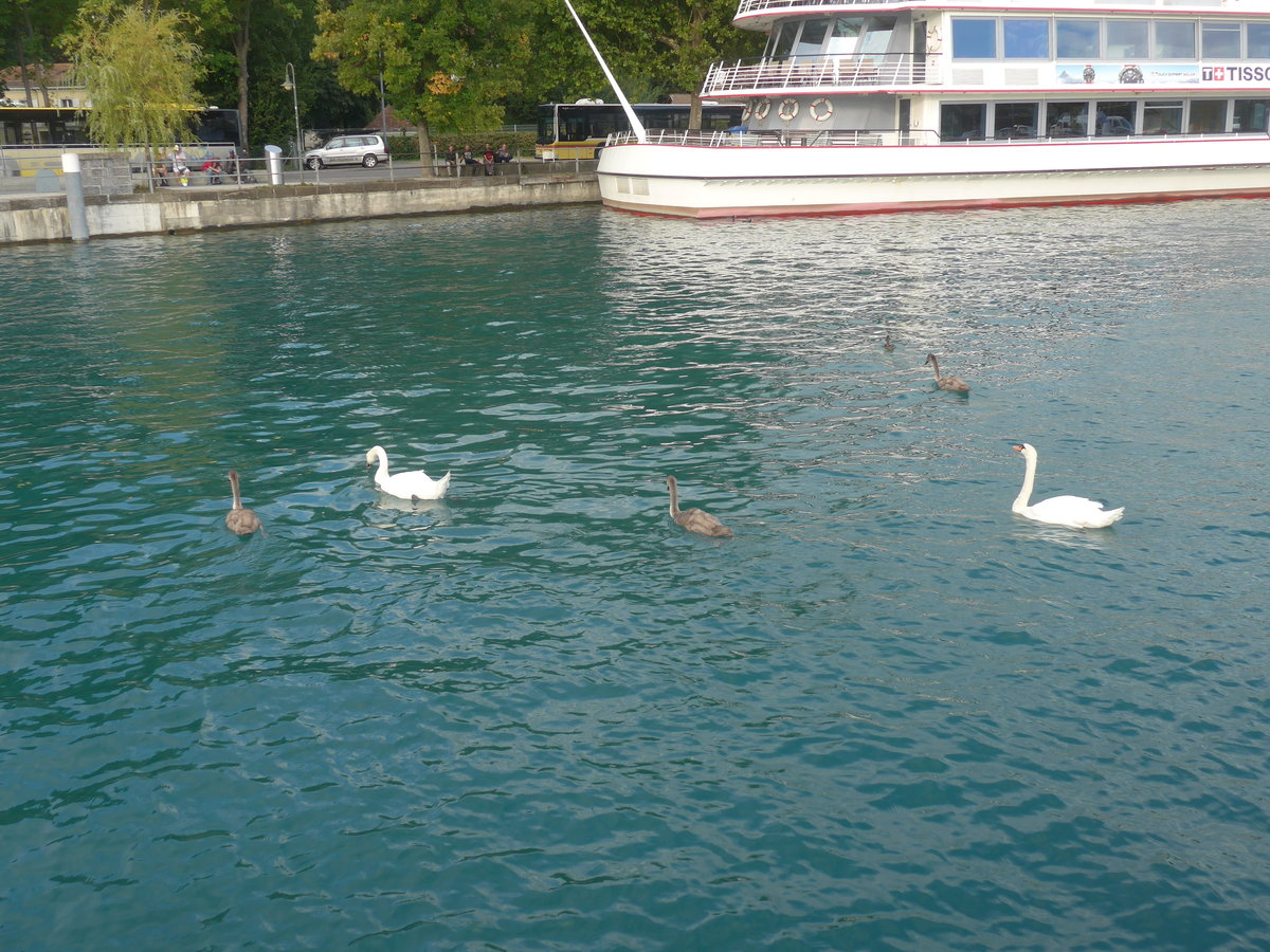 (220'163) - Schwanenpaar und drei Junge am 25. August 2020 an der Schiffl�ndte Thun