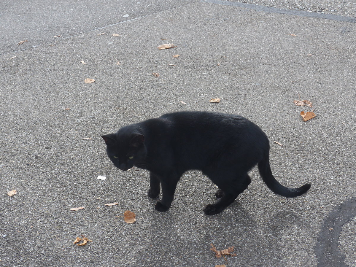 (221'755) - Katze am 11. Oktober 2020 beim Bahnhof B�lach