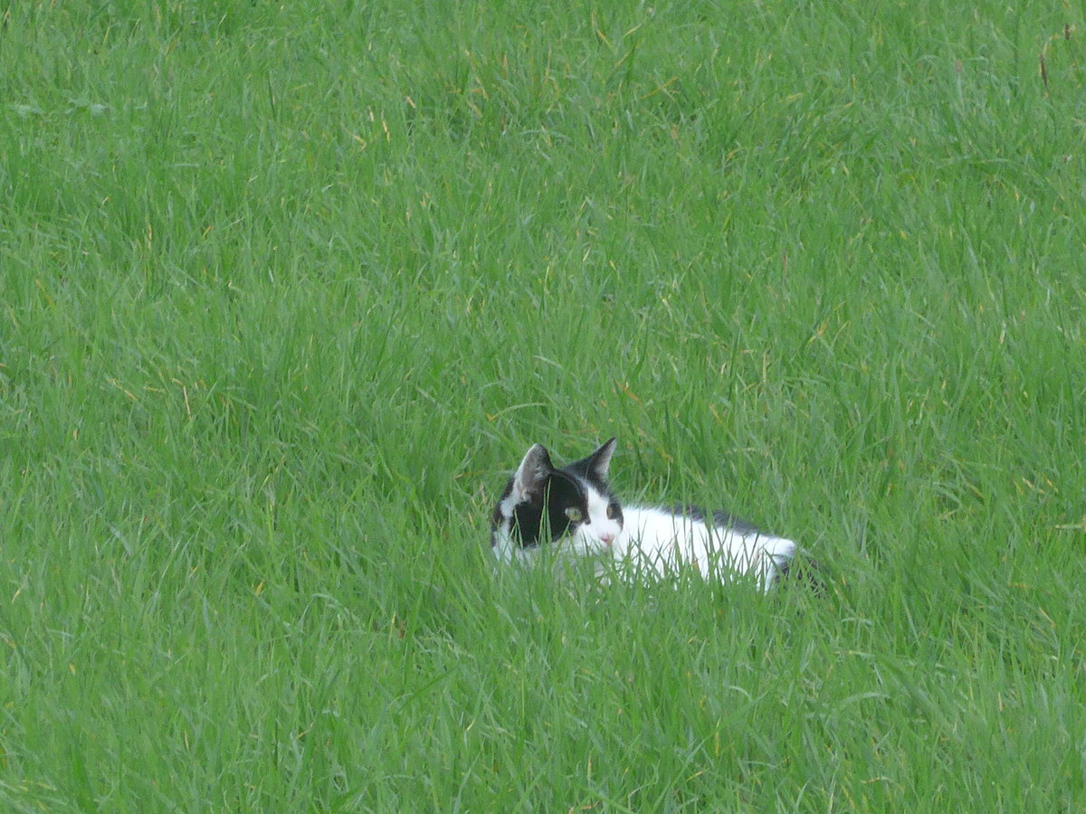 (222'074) - Katze am 18. Oktober 2020 bei Kerzers