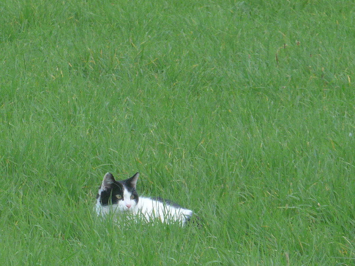 (222'075) - Katze am 18. Oktober 2020 bei Kerzers