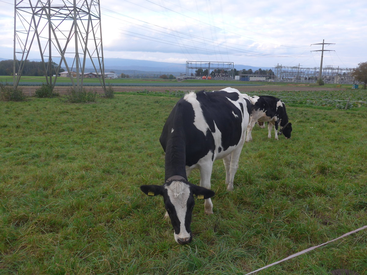 (222'077) - Rinder am 18. Oktober 2020 bei Kerzers