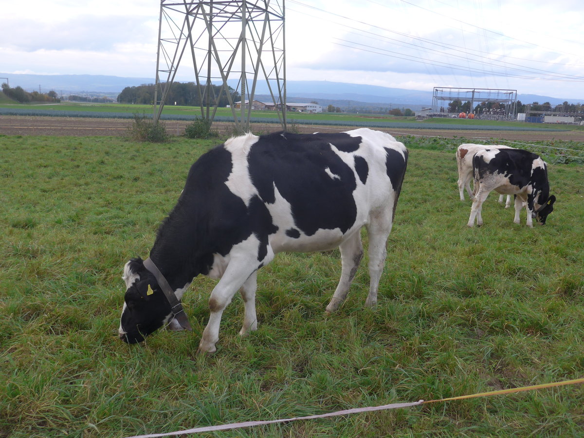 (222'078) - Rinder am 18. Oktober 2020 bei Kerzers