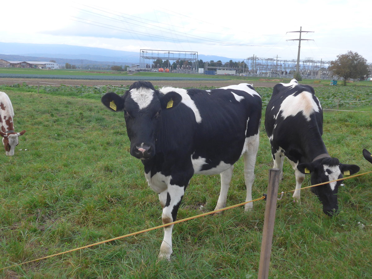 (222'079) - Rinder am 18. Oktober 2020 bei Kerzers