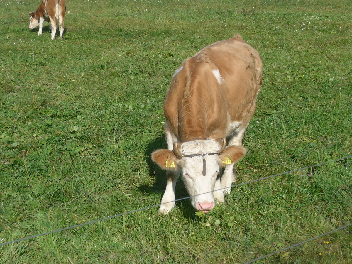 (222'127) - Kalb am 19. Oktober 2020 in Frutigen