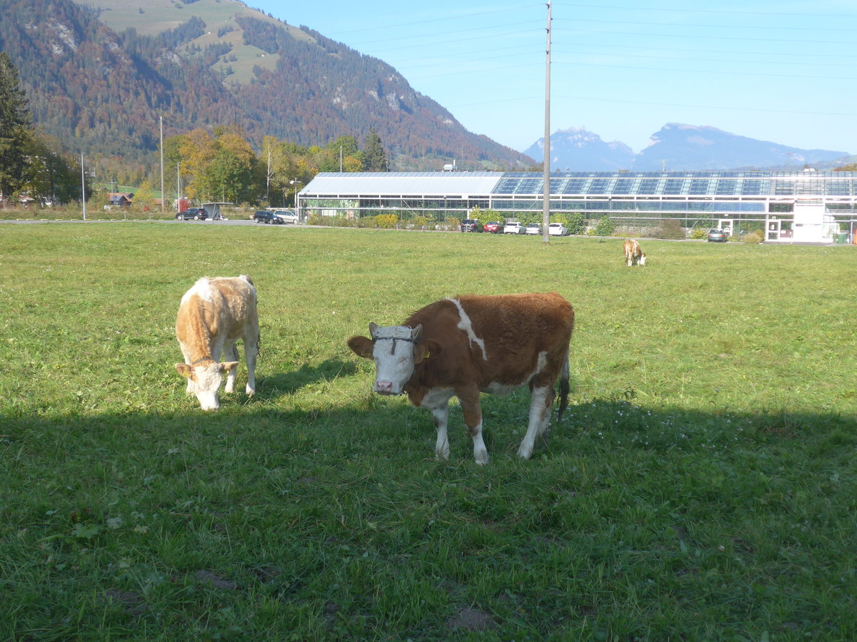 (222'128) - K�lber am 19. Oktober 2020 in Frutigen