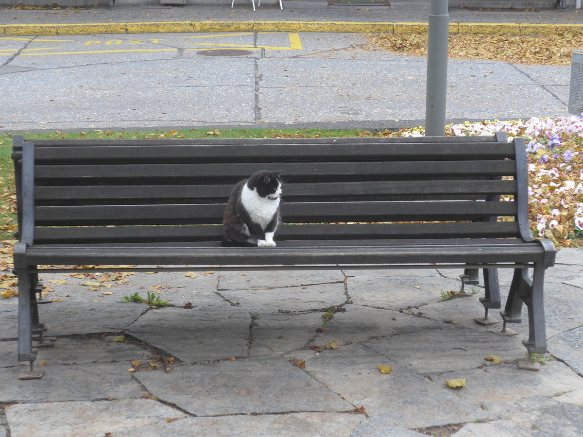 (222'332) - Katze auf dem B�nkli am 21. Oktober 2020 in Heiden