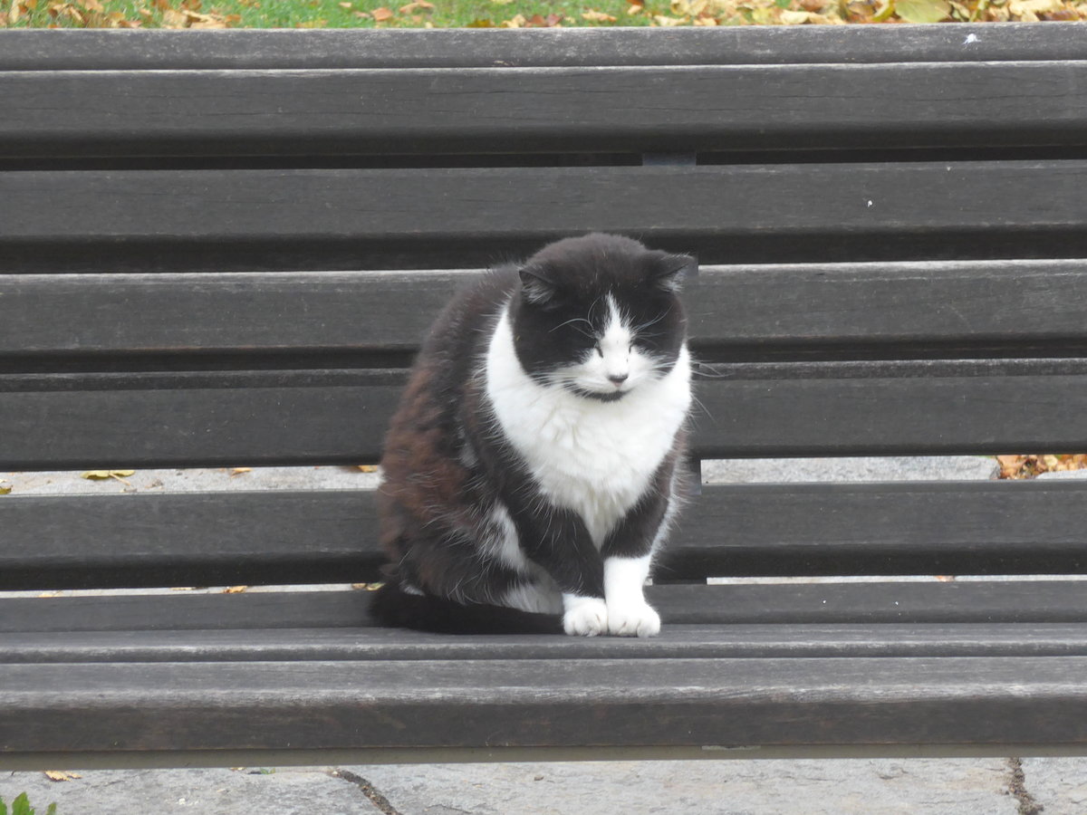 (222'335) - Katze auf dem B�nkli am 21. Oktober 2020 in Heiden