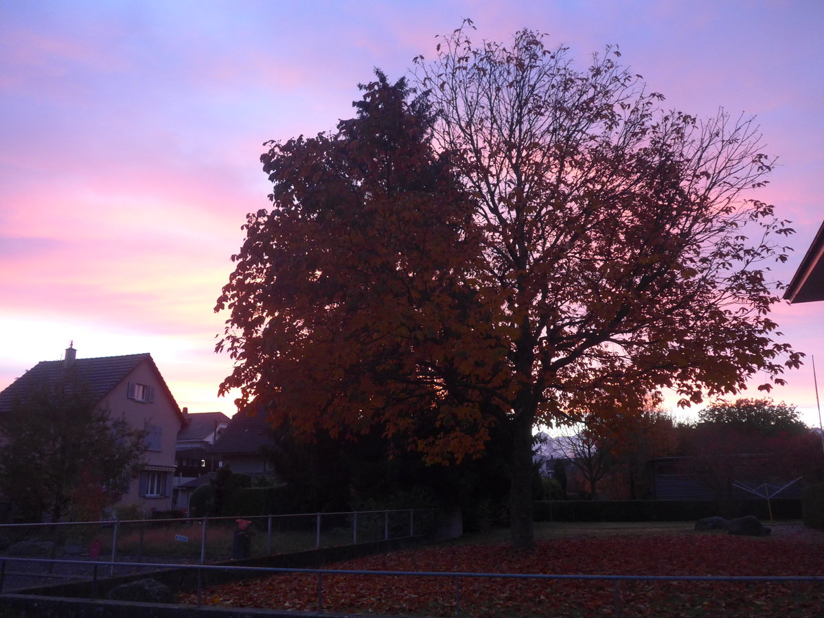 (222'728) - Morgenstimmung im Lerchenfeld bei Thun am 1. November 2020