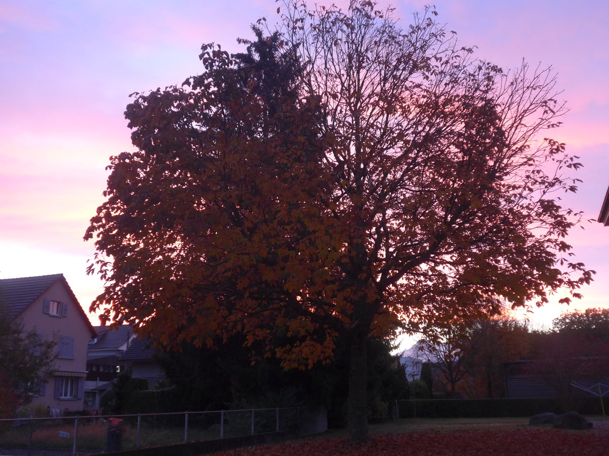 (222'729) - Morgenstimmung im Lerchenfeld bei Thun am 1. November 2020