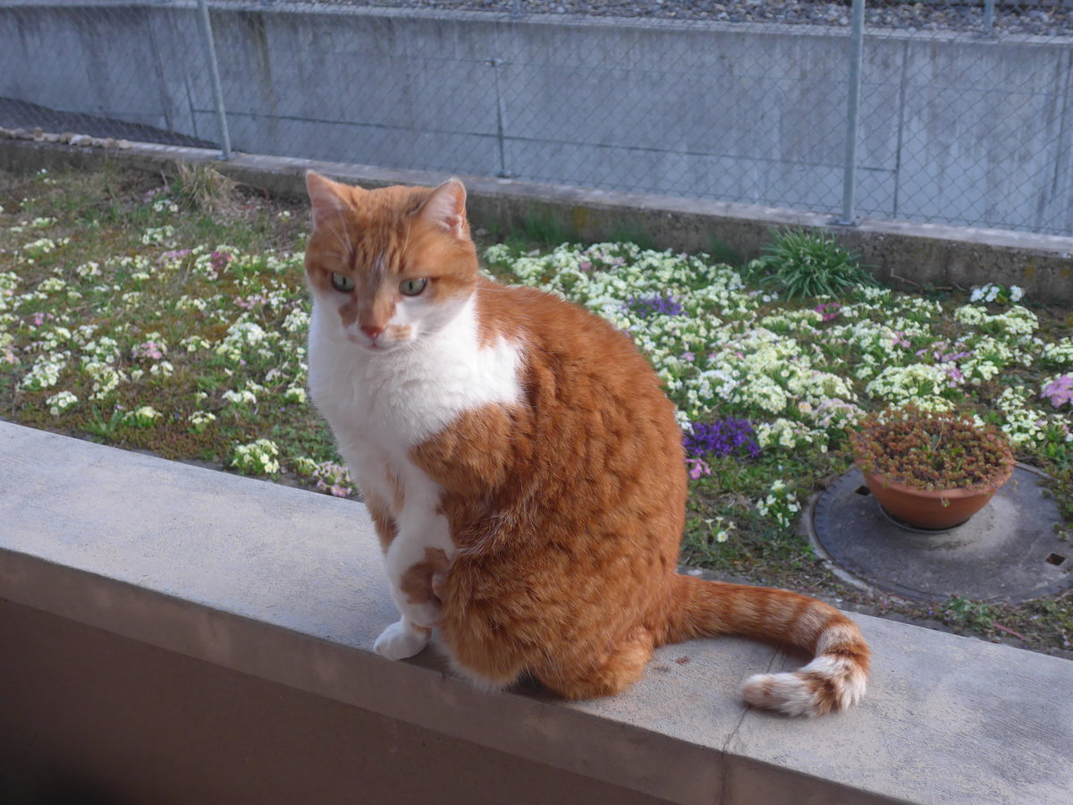 (224'645) - Kater Momo am 29. M�rz 2021 in Thun