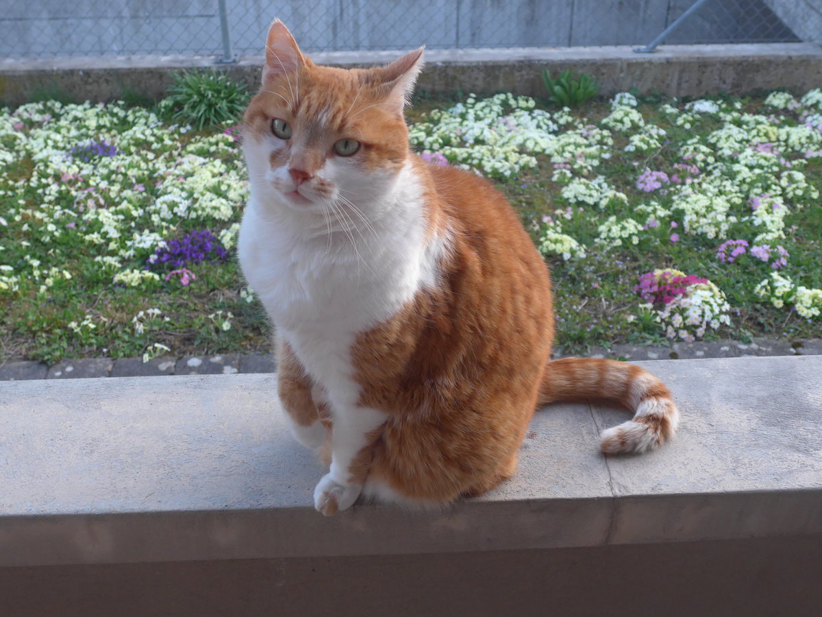 (224'646) - Kater Momo am 29. M�rz 2021 in Thun