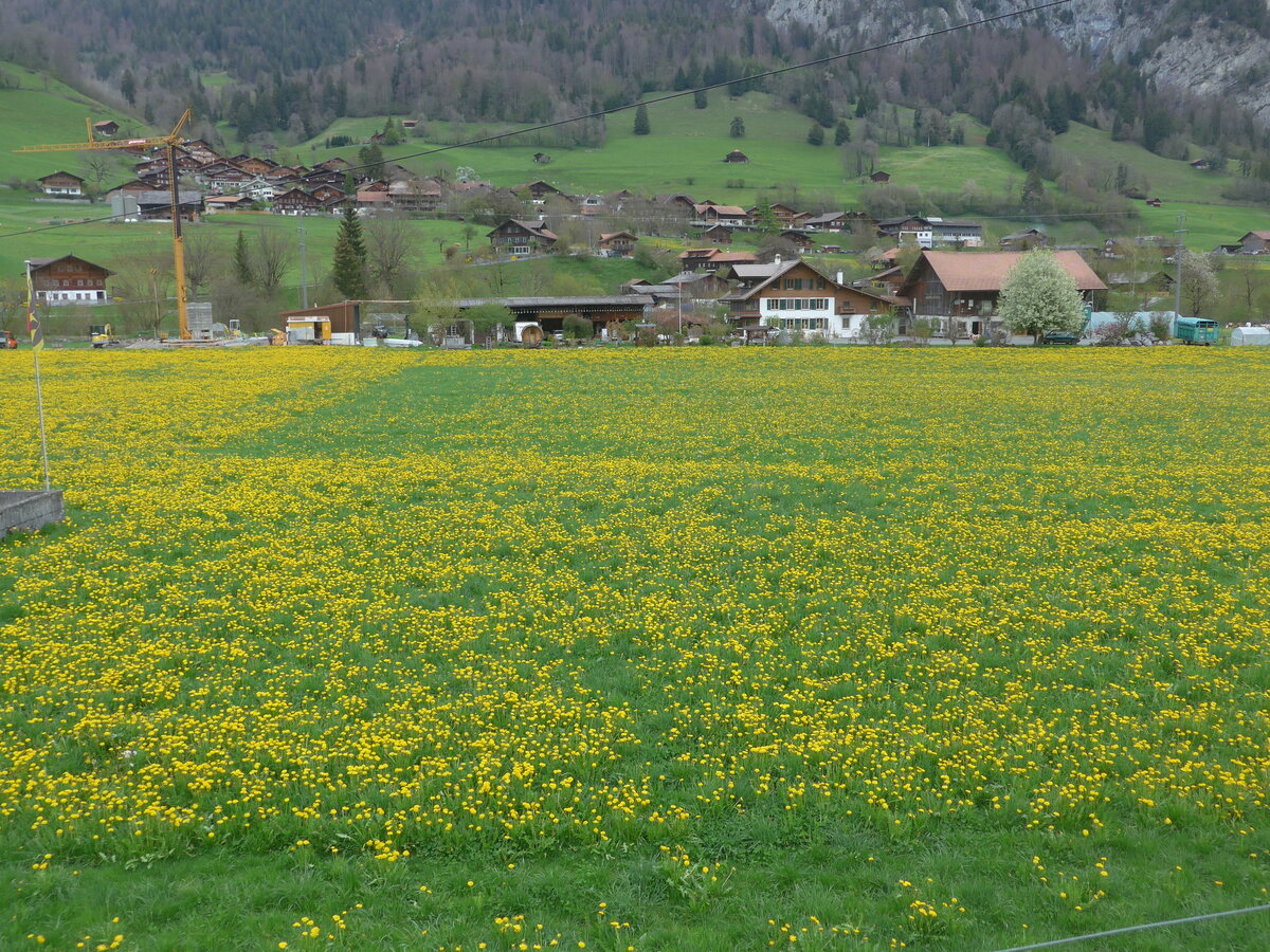 (225'342) - L�wenzahnwiese am 30. April 2021 bei Oey-Diemtigen