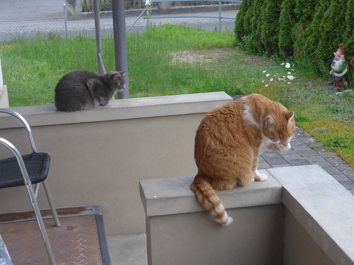 (225'625) - Katze Zana und Kater Momo am 26. Mai 2021 in Thun