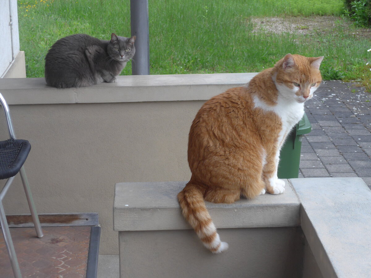 (225'626) - Katze Zana und Kater Momo am 26. Mai 2021 in Thun