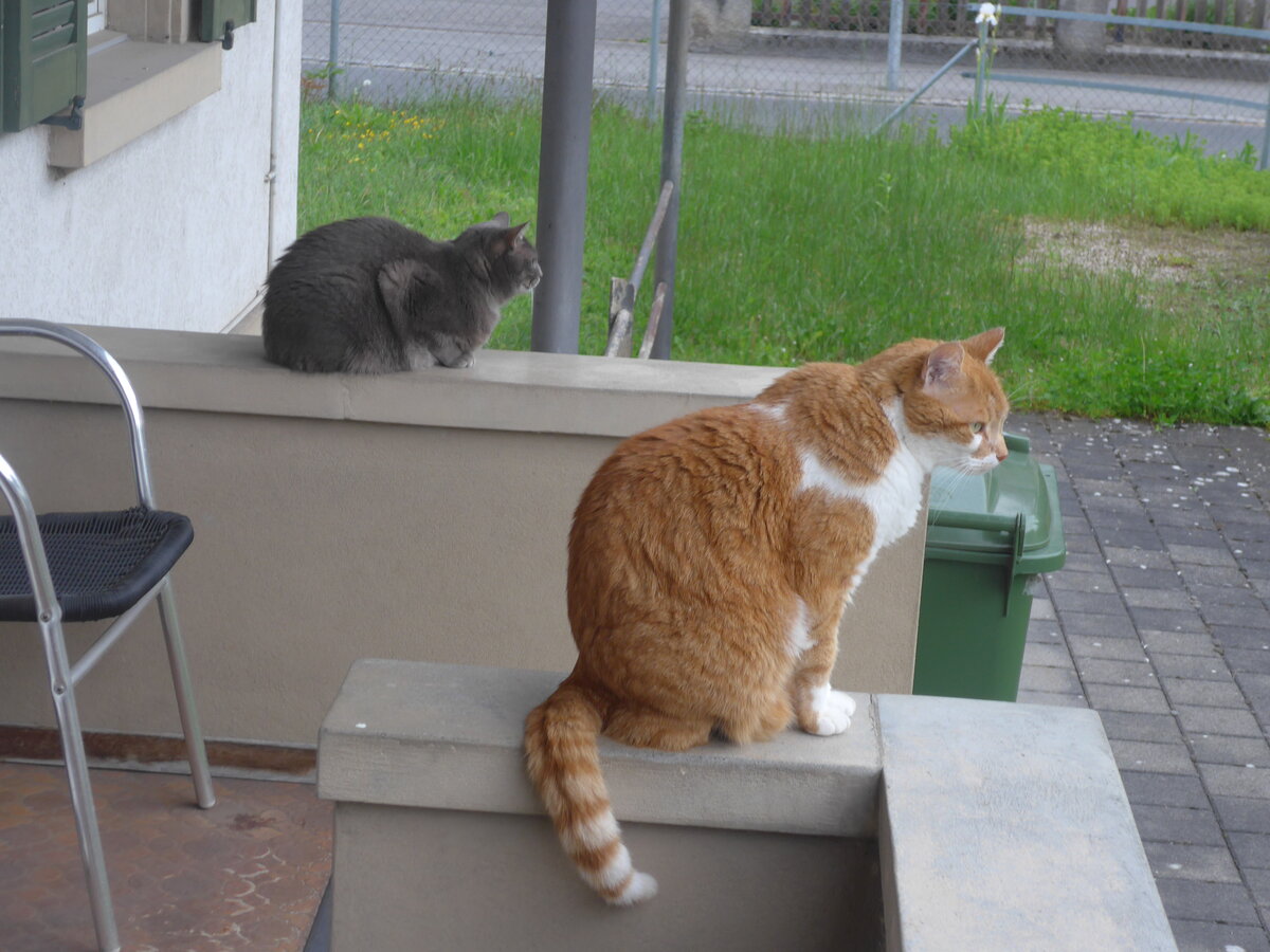 (225'628) - Katze Zana und Kater Momo am 26. Mai 2021 in Thun