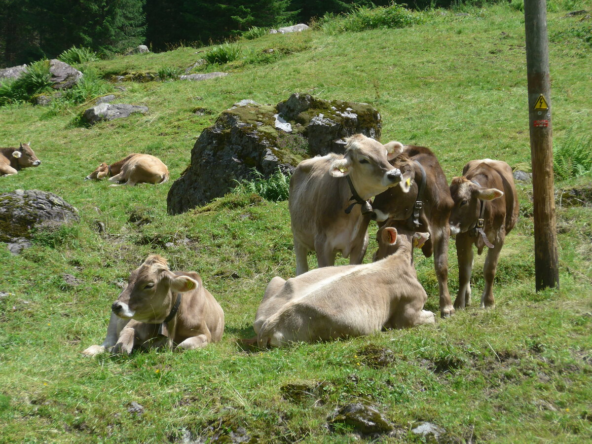 (226'443) - K�he am 12. Juli 2021 in Schwanden, Kies