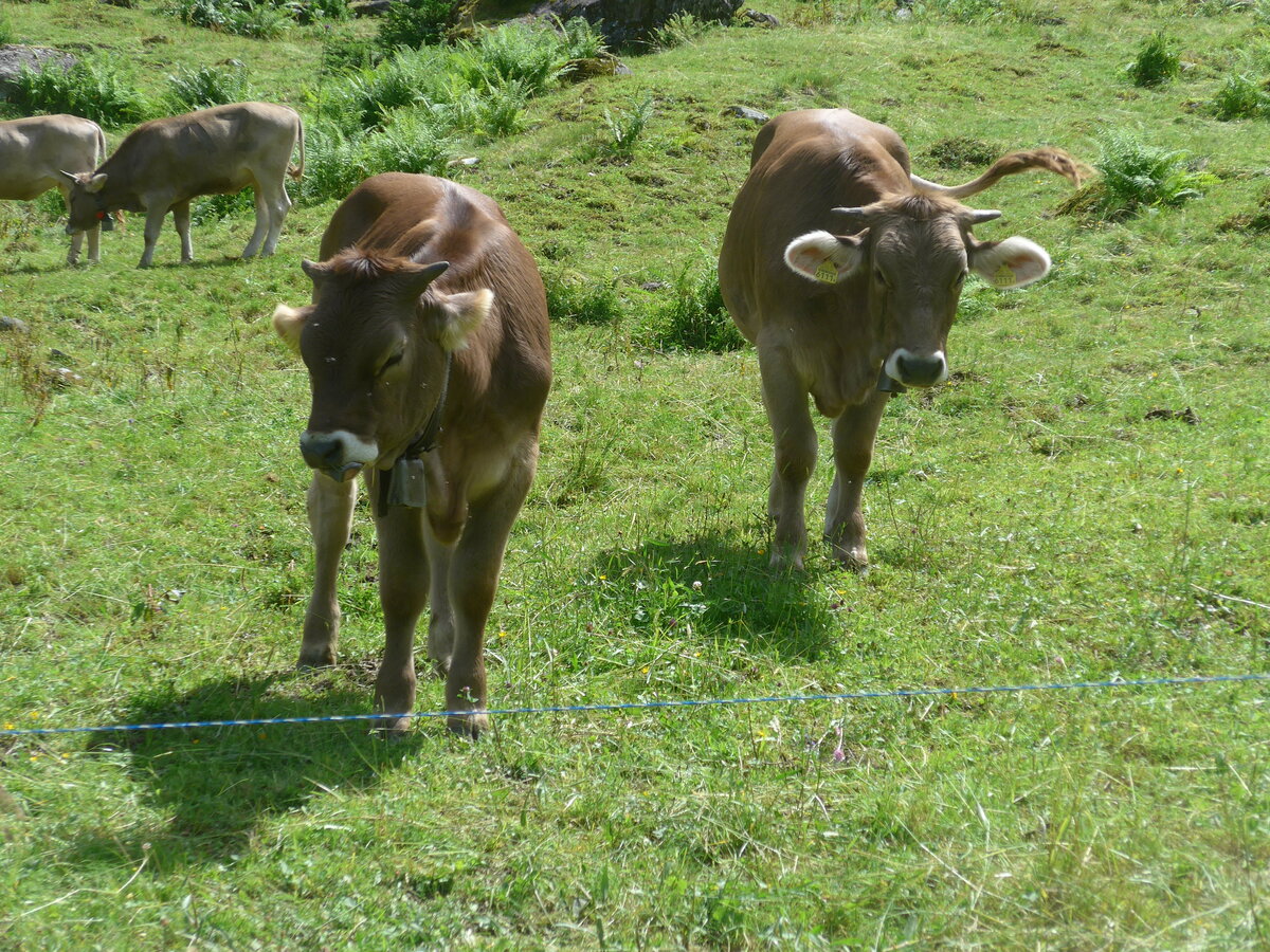 (226'444) - K�he am 12. Juli 2021 in Schwanden, Kies