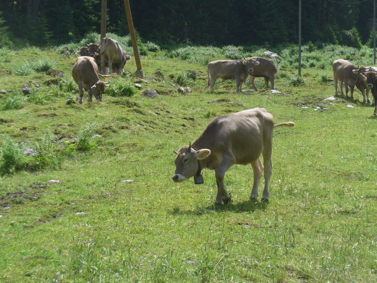 (226'446) - K�he am 12. Juli 2021 in Schwanden, Kies