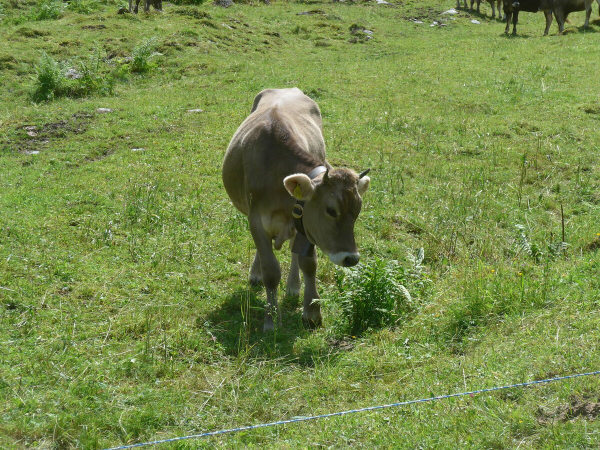 (226'447) - Rind am 12. Juli 2021 in Schwanden, Kies