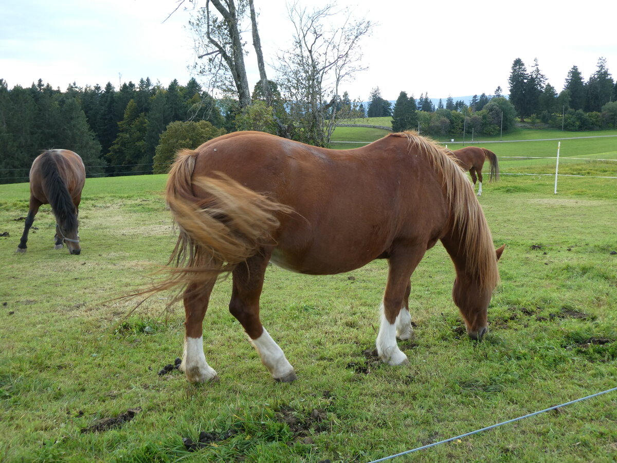(228'647) - Pferd auf der Scheidegger-Ranch am 3. Oktober 2021 bei Tramelan