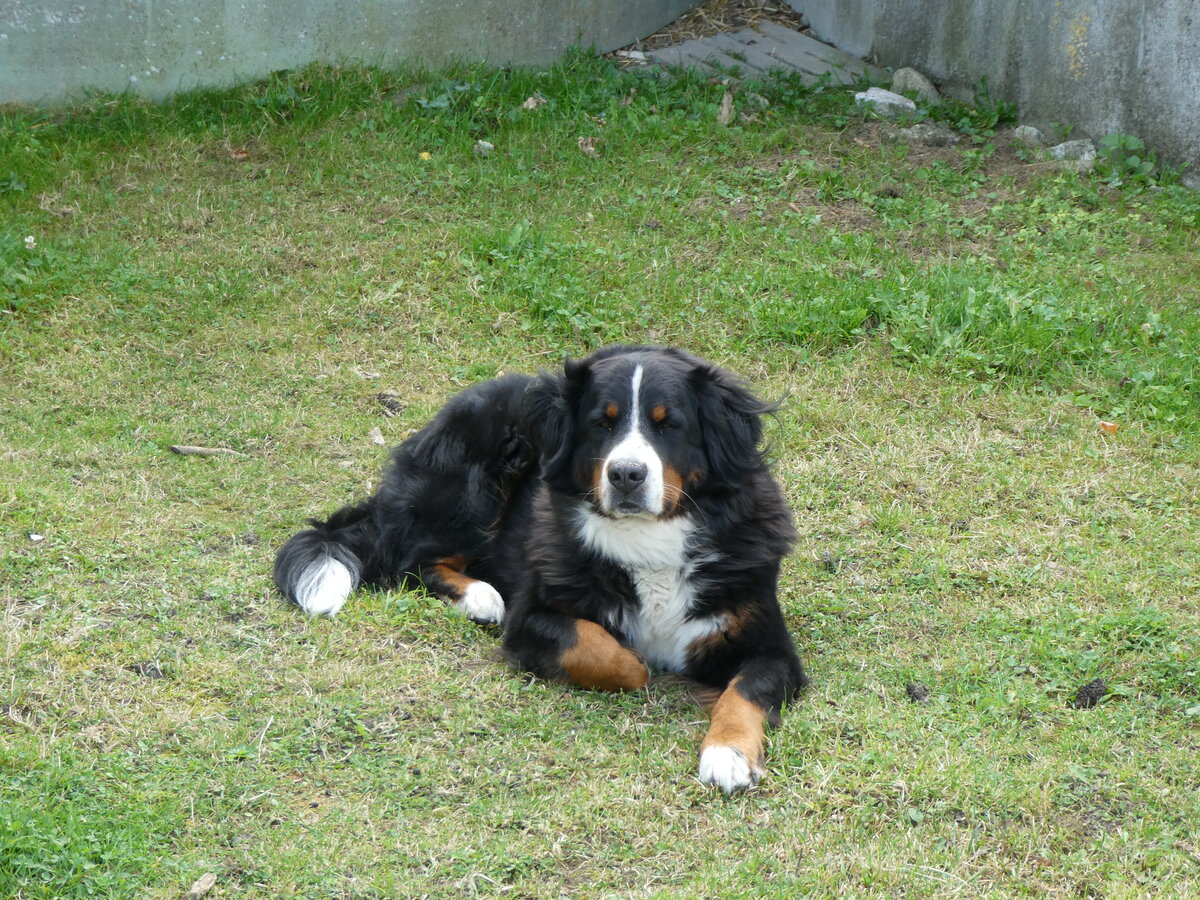 (228'652) - Barry auf der Scheidegger-Ranch am 3. Oktober 2021 bei Tramelan