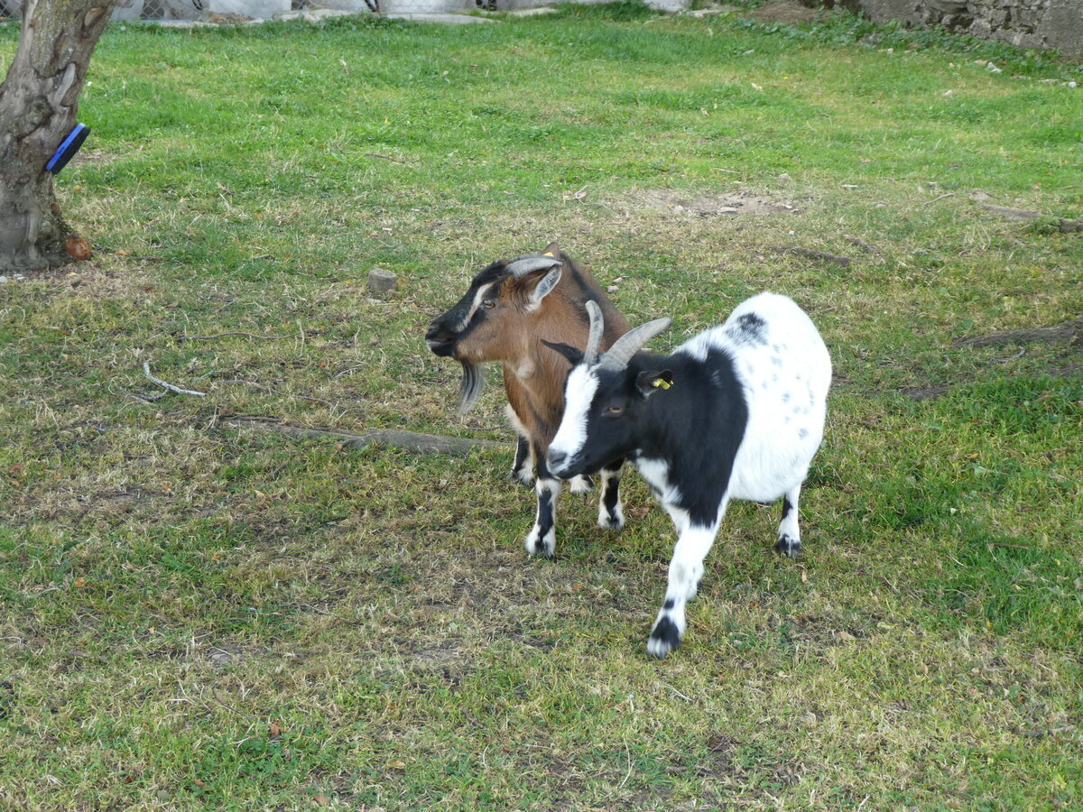 (228'655) - Ziegen auf der Scheidegger-Ranch am 3. Oktober 2021 bei Tramelan