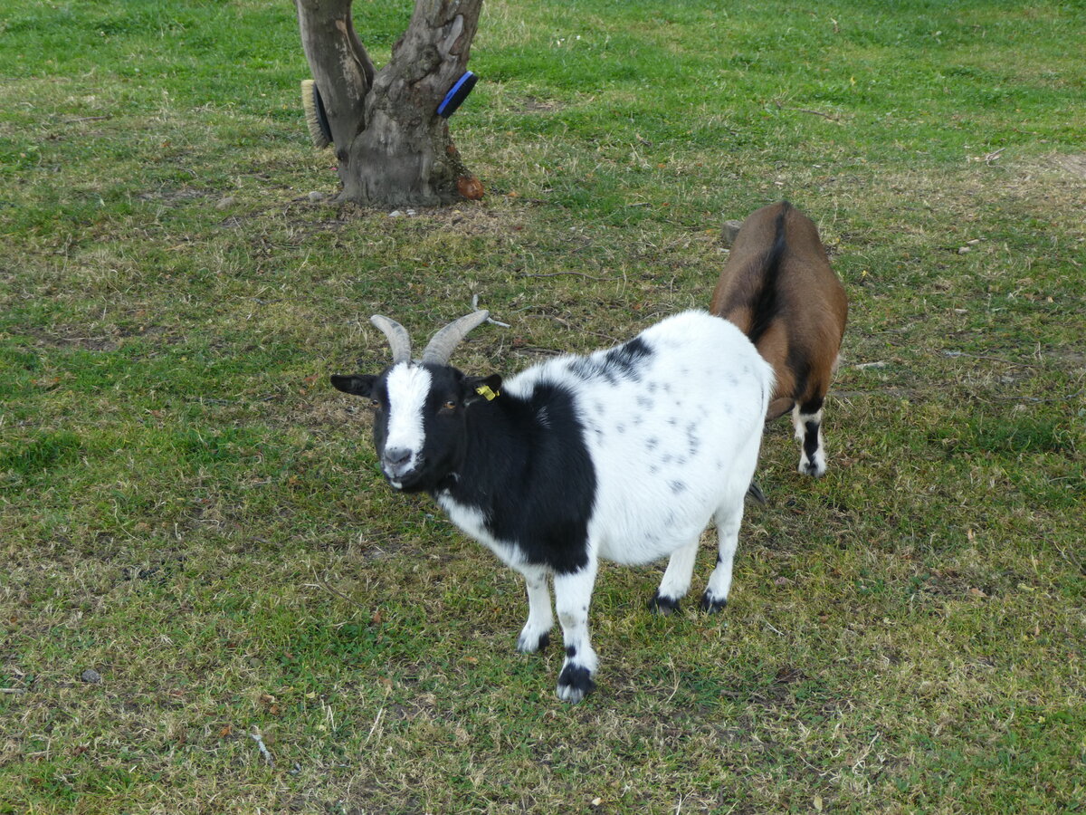(228'656) - Ziegen auf der Scheidegger-Ranch am 3. Oktober 2021 bei Tramelan