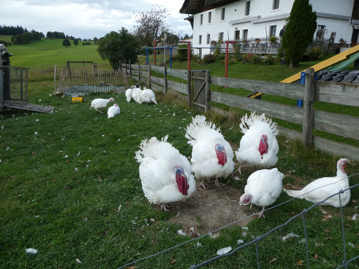 (228'658) - Truth�hne auf der Scheidegger-Ranch am 3. Oktober 2021 bei Tramelan