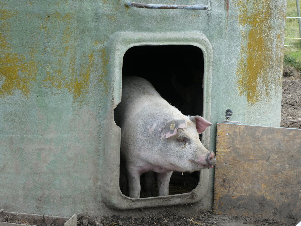 (228'664) - Schweine auf der Scheidegger-Ranch am 3. Oktober 2021 bei Tramelan