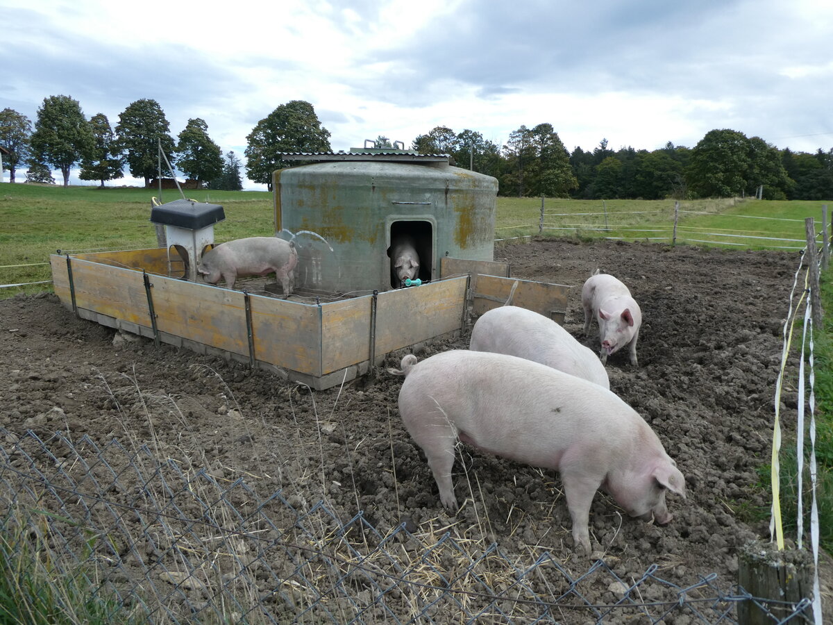 (228'671) - Schweine auf der Scheidegger-Ranch am 3. Oktober 2021 bei Tramelan