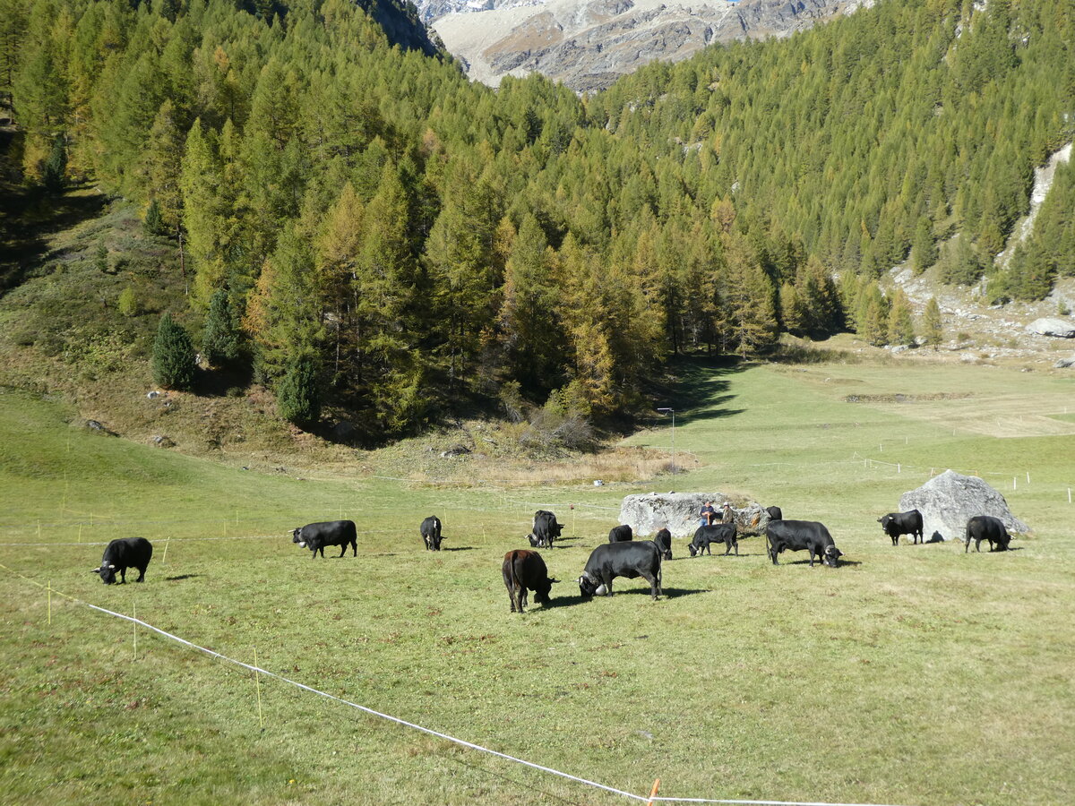 (228'761) - Eringer K�he am 10. Oktober 2021 bei Arolla