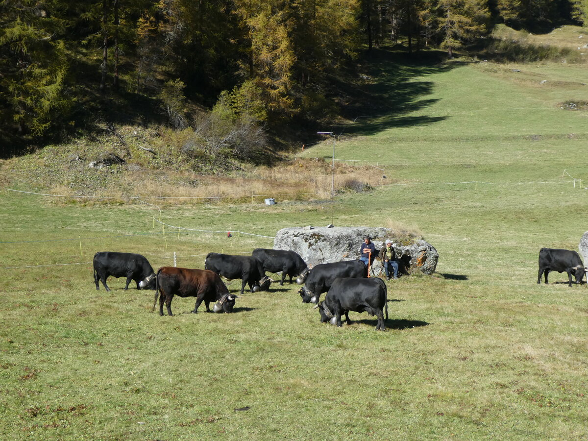 (228'762) - Eringer K�he am 10. Oktober 2021 bei Arolla