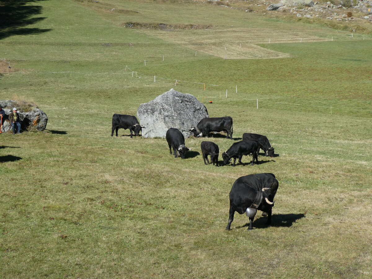 (228'763) - Eringer K�he am 10. Oktober 2021 bei Arolla