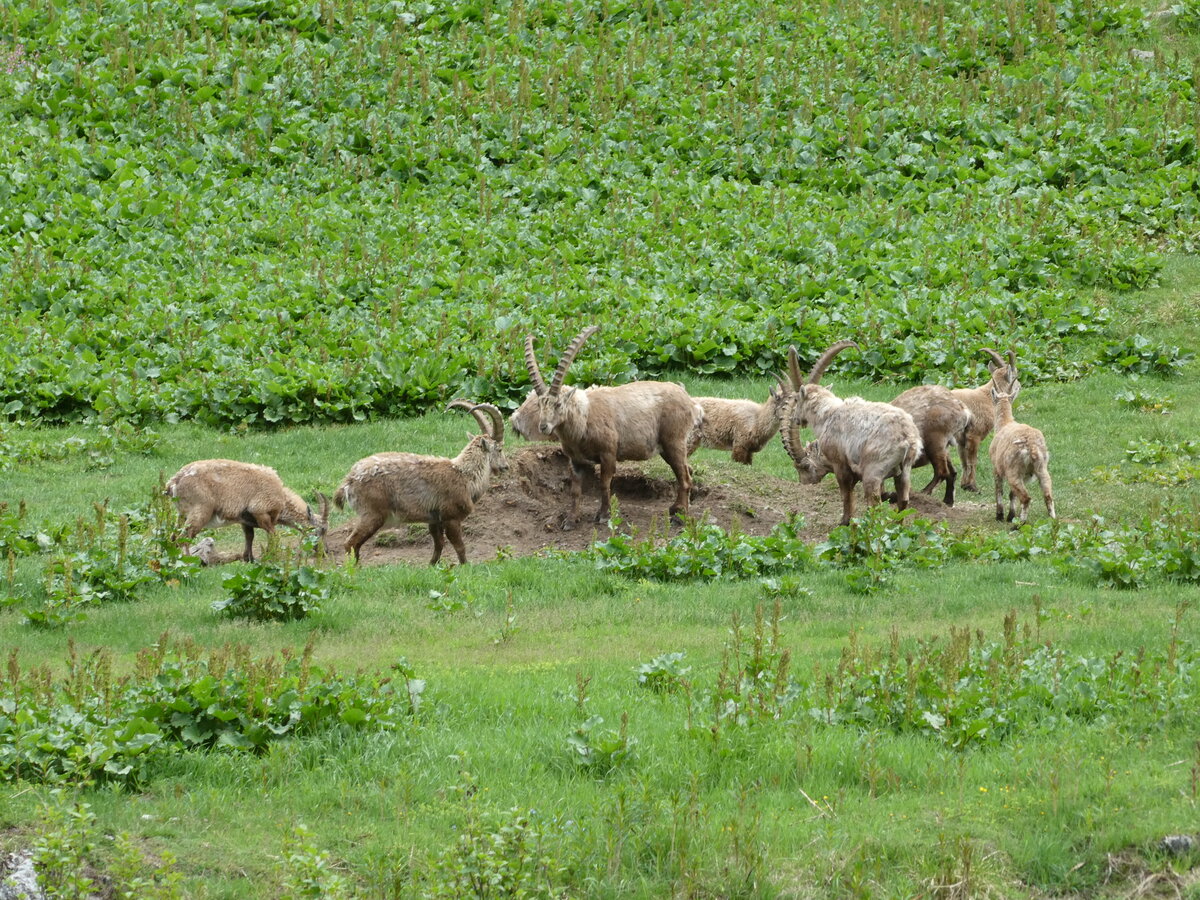 (236'206) - Steinb�cke am 26. Mai 2022 am Nufenenpass