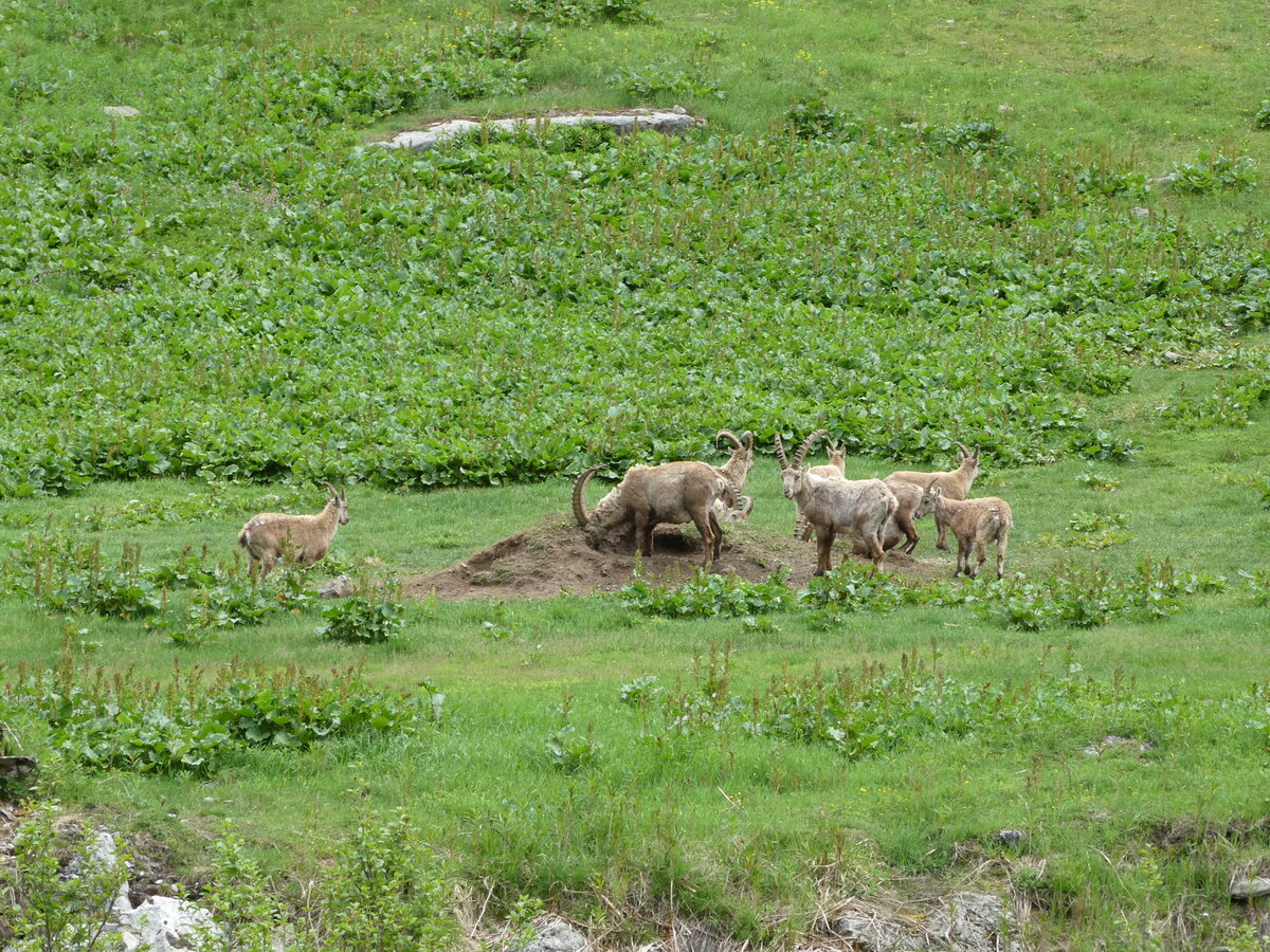 (236'207) - Steinb�cke am 26. Mai 2022 am Nufenenpass