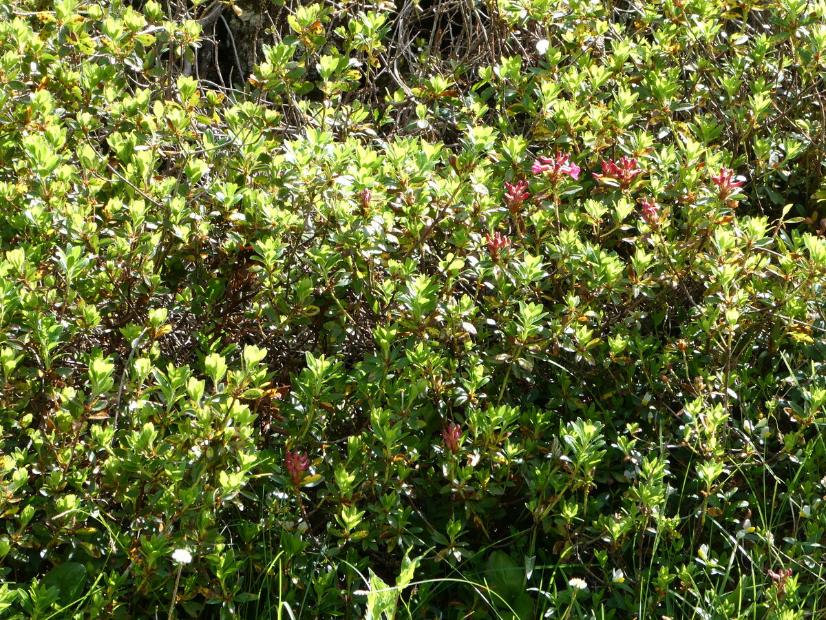 (237'231) - Alpenflora am 18. Juni 2022 auf Alpiglen bei Grindelwald