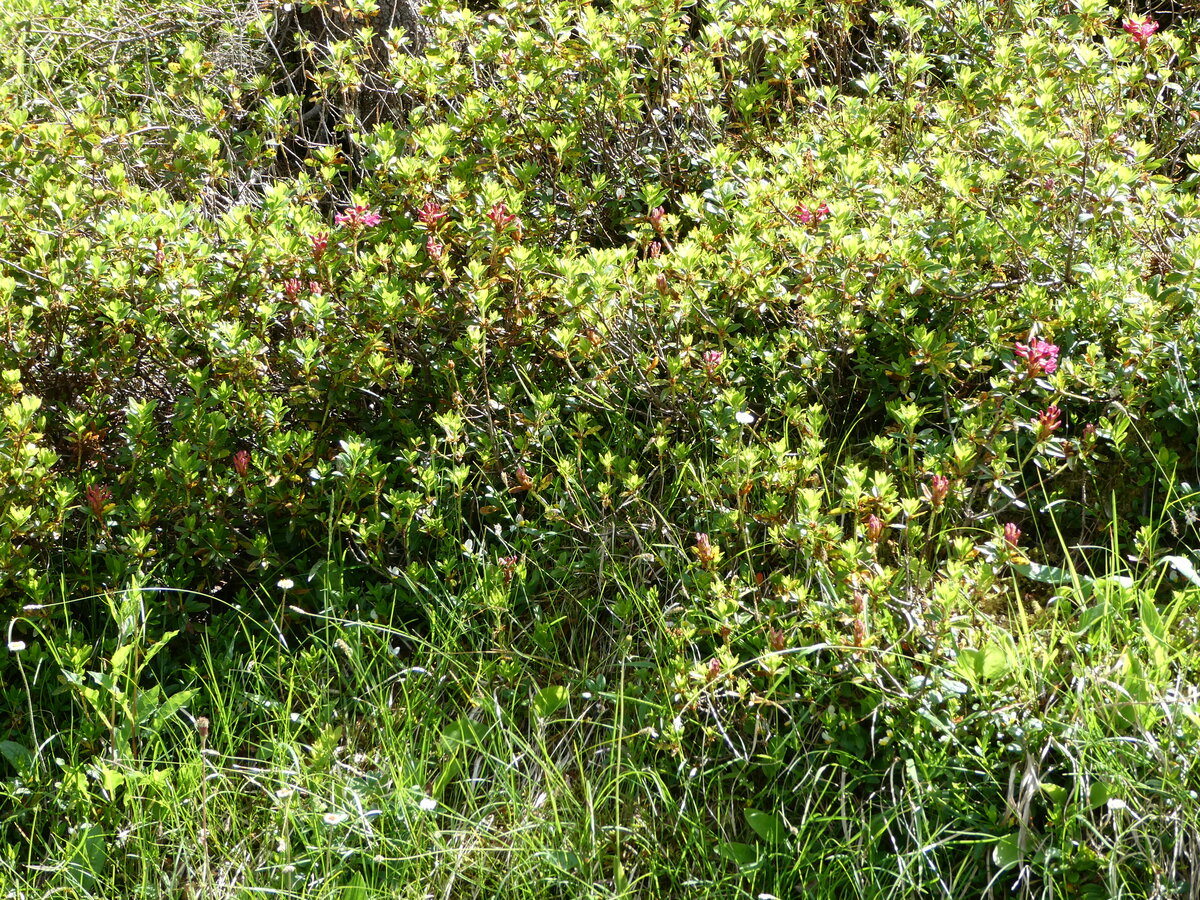 (237'232) - Alpenflora am 18. Juni 2022 auf Alpiglen bei Grindelwald