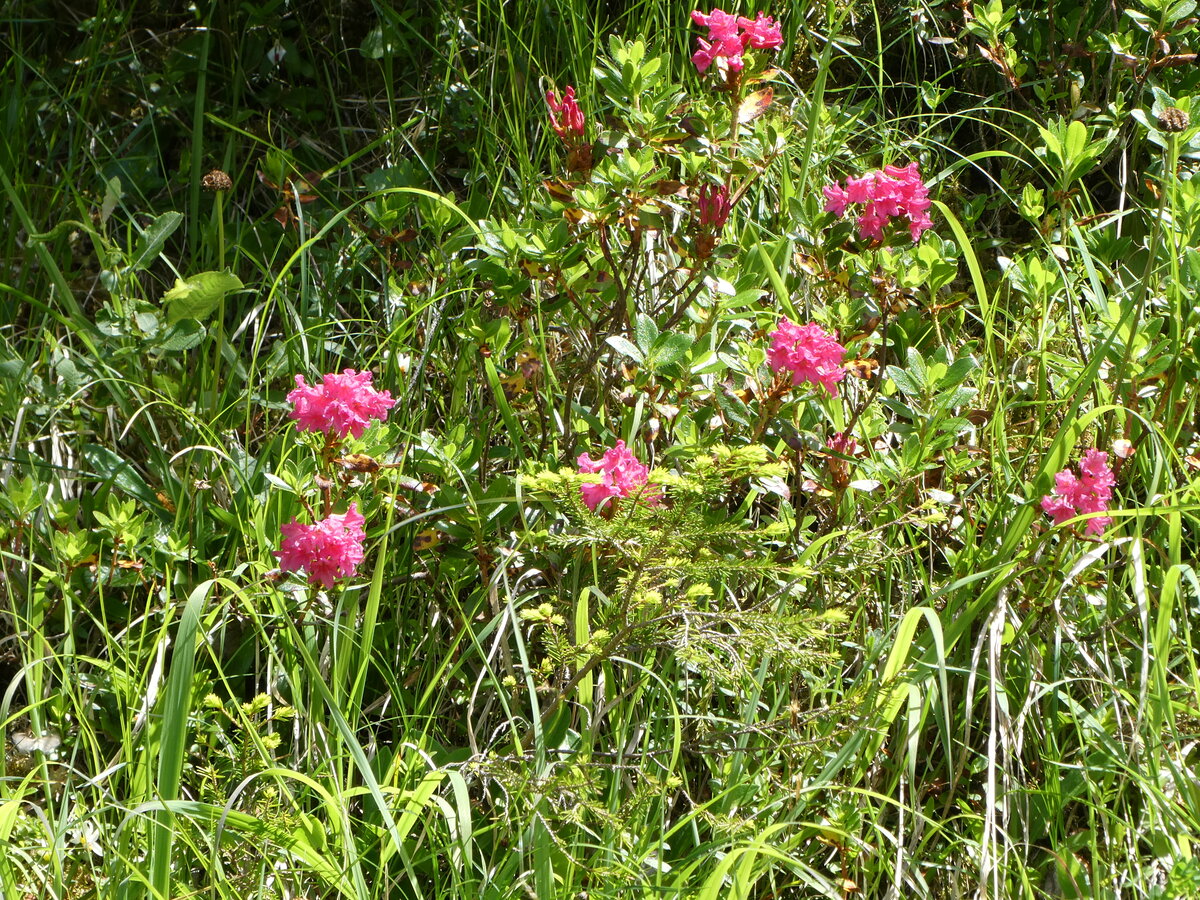 (237'233) - Alpenflora am 18. Juni 2022 auf Alpiglen bei Grindelwald