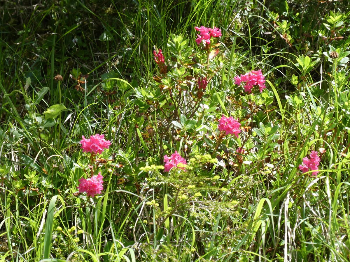 (237'234) - Alpenflora am 18. Juni 2022 auf Alpiglen bei Grindelwald