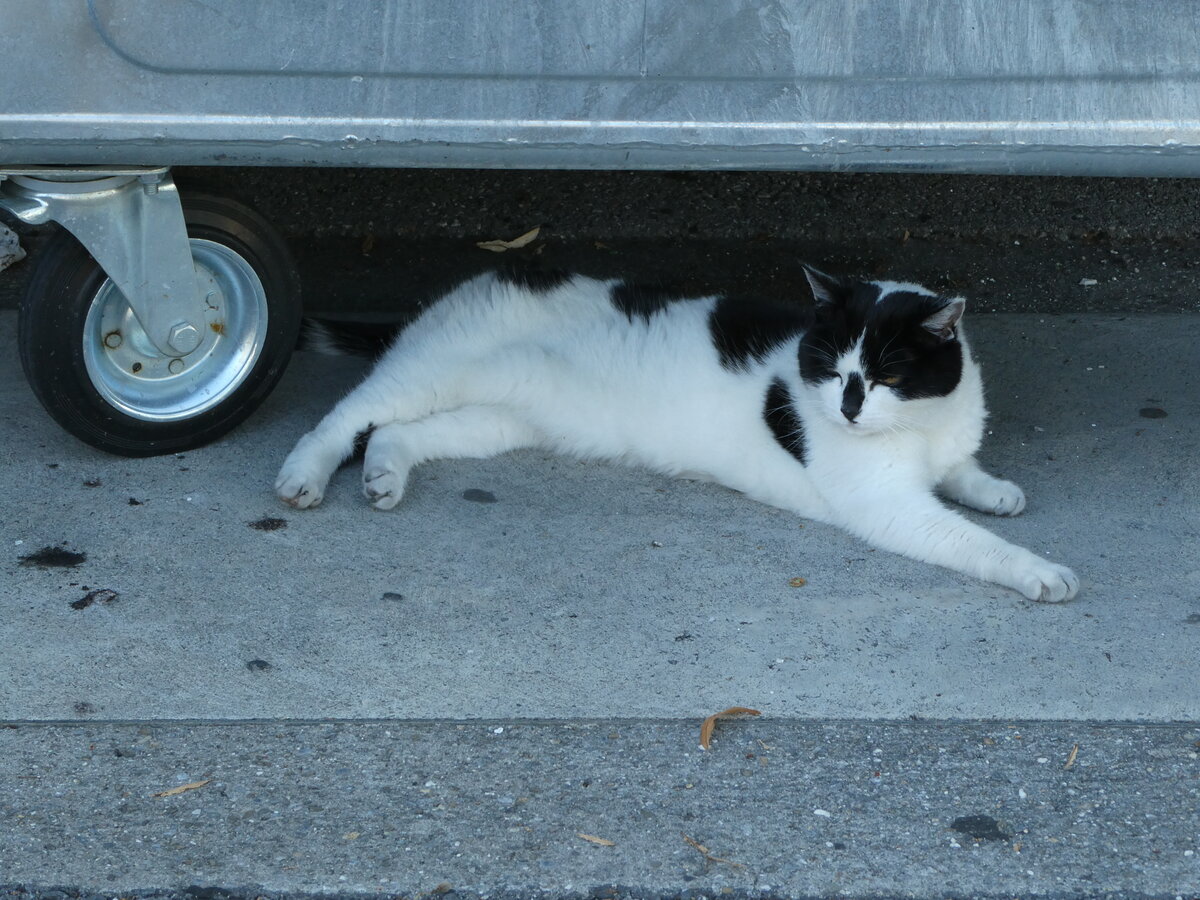 (238'033) - Katze am 12. Juli 2022 in Thun, Rosenau