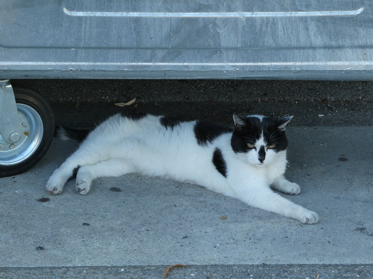 (238'034) - Katze am 12. Juli 2022 in Thun, Rosenau