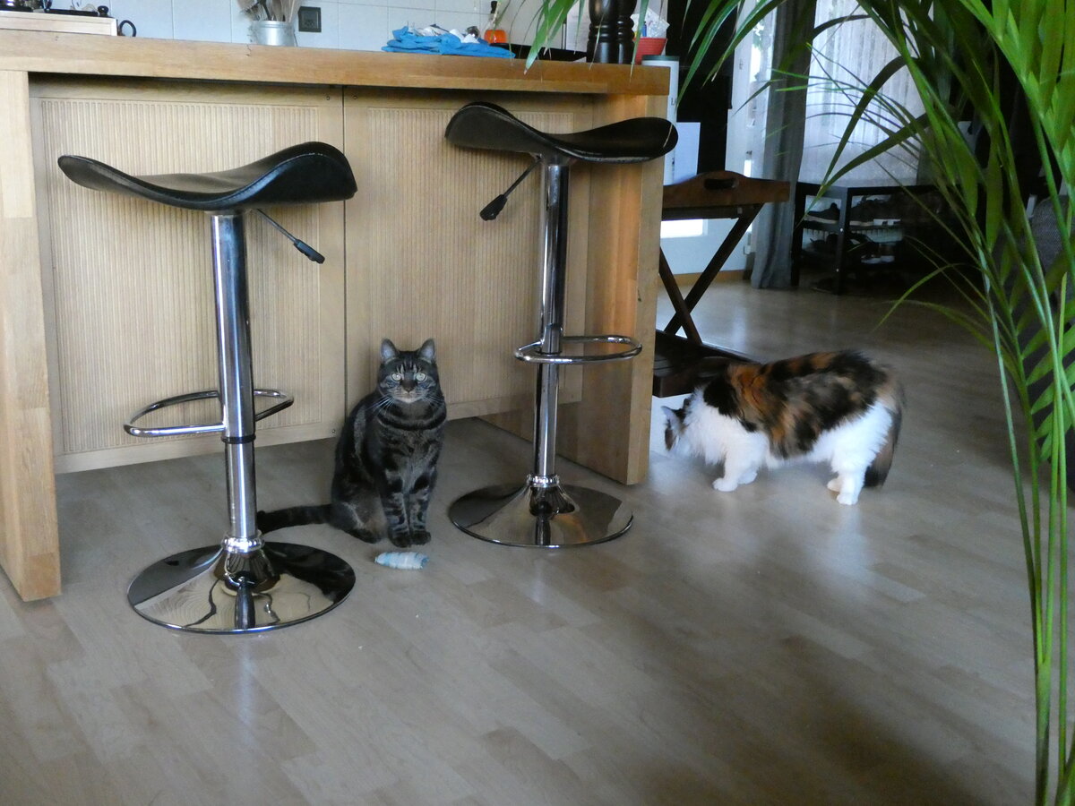 (239'444) - Kater Shaggy und Katze Nimerya am 23. August 2022 im Gwatt